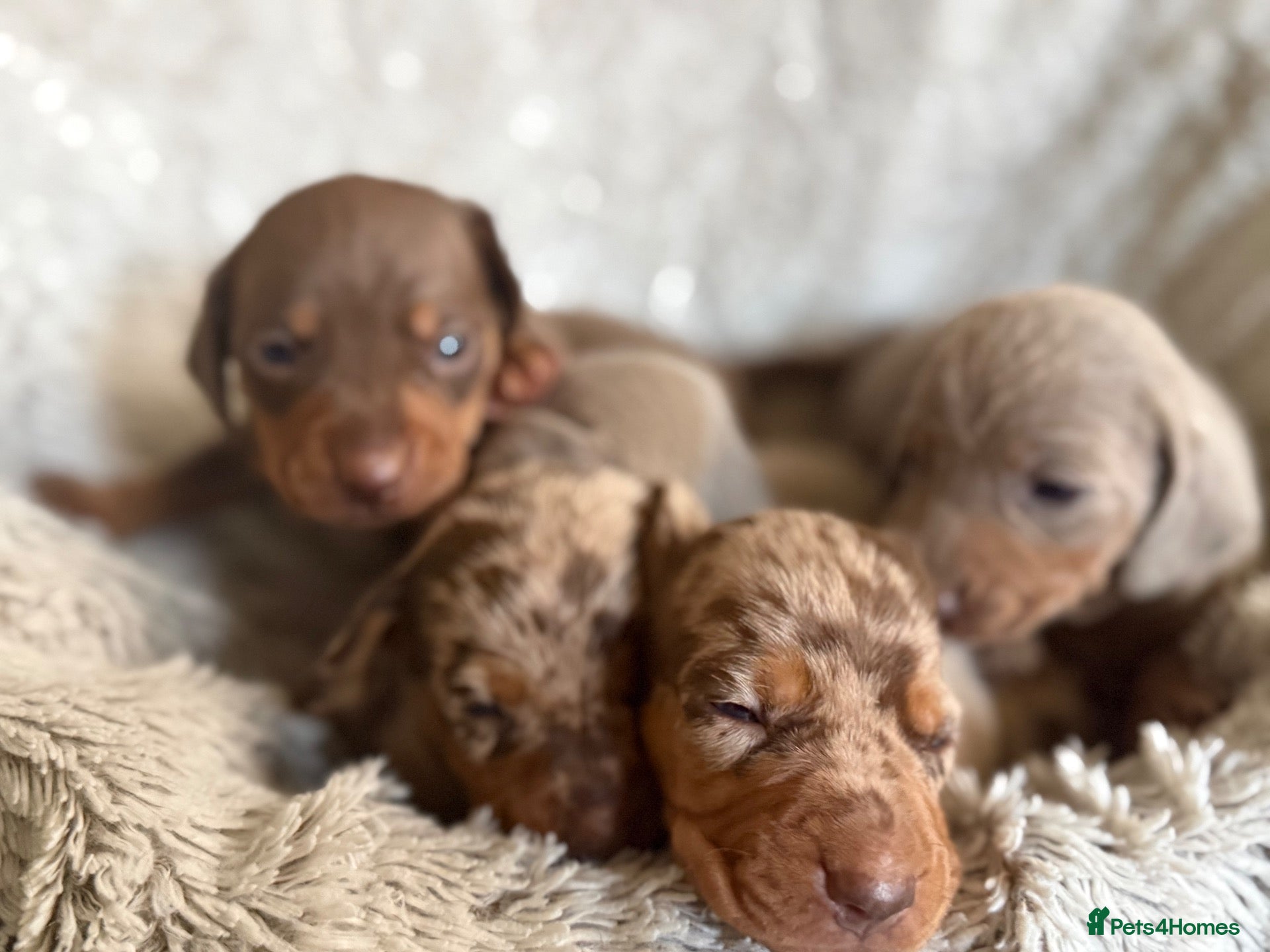 Miniature Dachshund dogs BEAUTIFUL DACHSHUND PUPPIES! - Advert 1