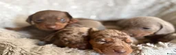 Miniature Dachshund dogs for sale: BEAUTIFUL DACHSHUND PUPPIES! - Advert 1