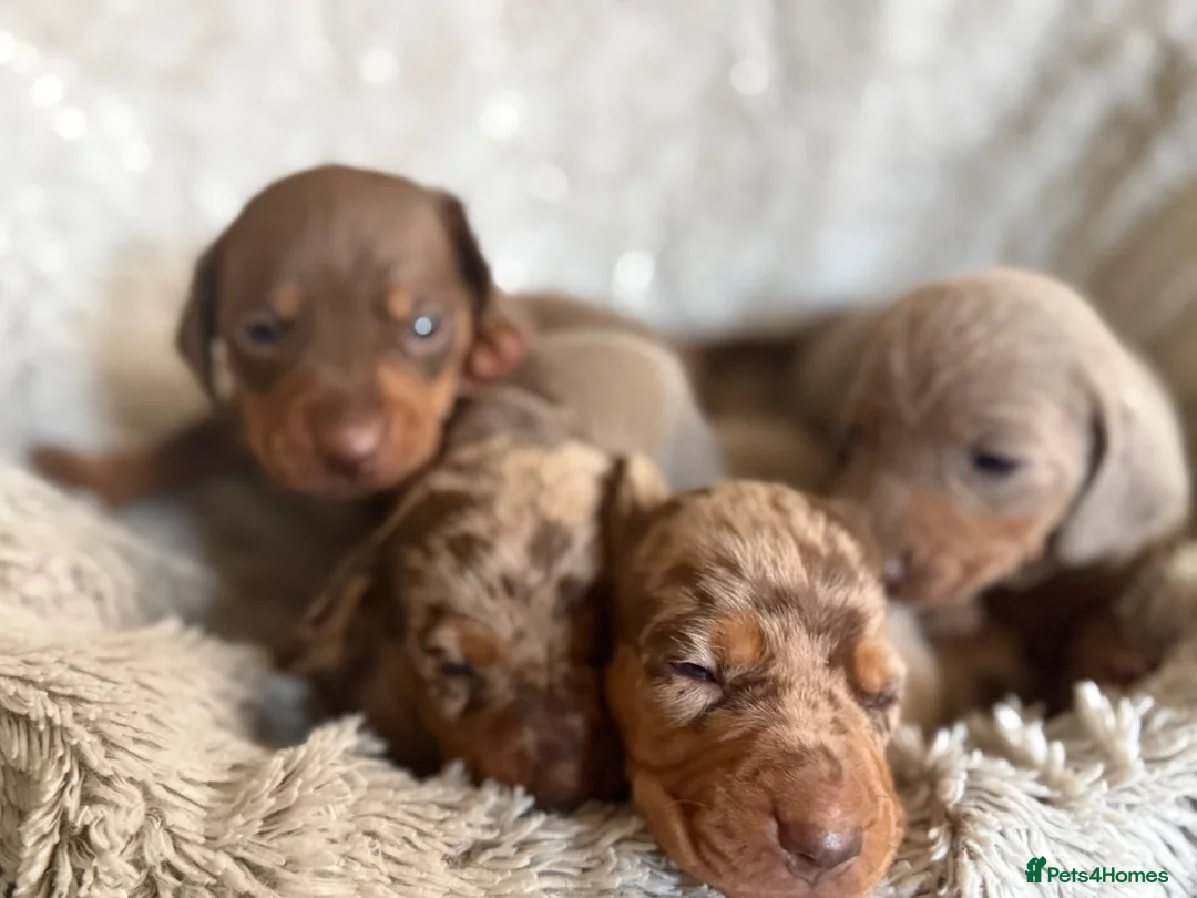 Miniature Dachshund dogs for sale: BEAUTIFUL DACHSHUND PUPPIES! - Advert 1