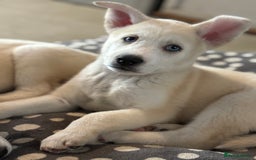 Pomsky dogs for sale: Adorable Blue Eyed 🐾 Long Eared Pomskies  - Image 23