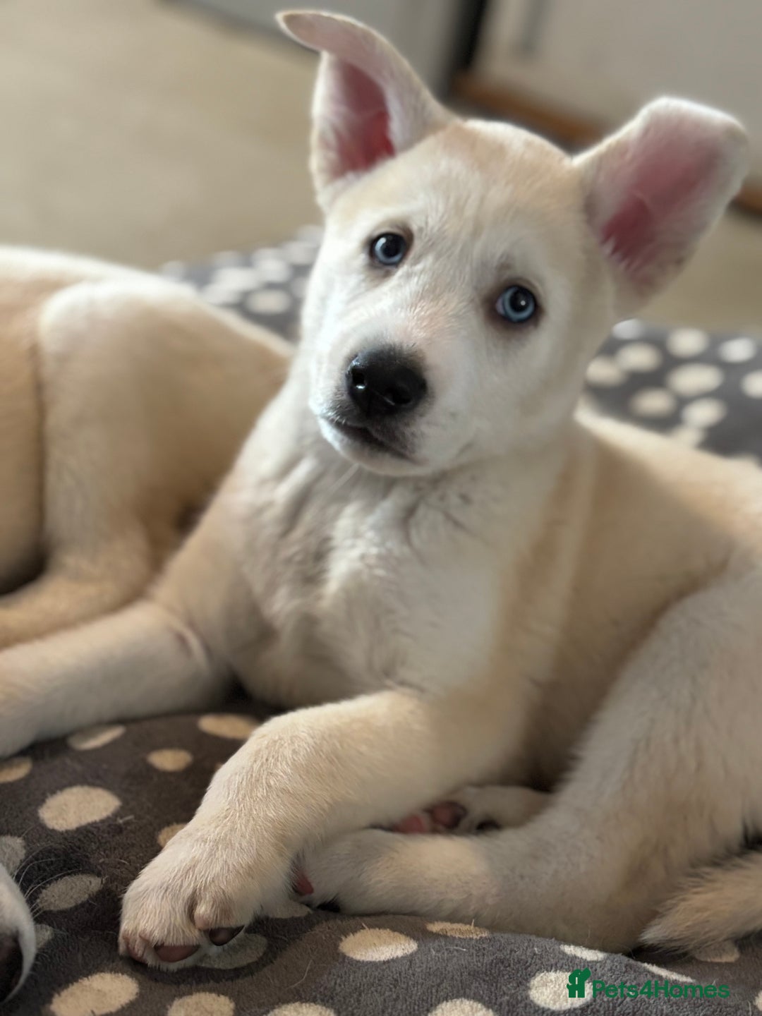 Pomsky dogs for sale: Adorable Blue Eyed 🐾 Long Eared Pomskies  - Image 23