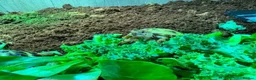 Tortoise reptiles for sale: BABY HORSFIELDS & SET UPS - Advert 15