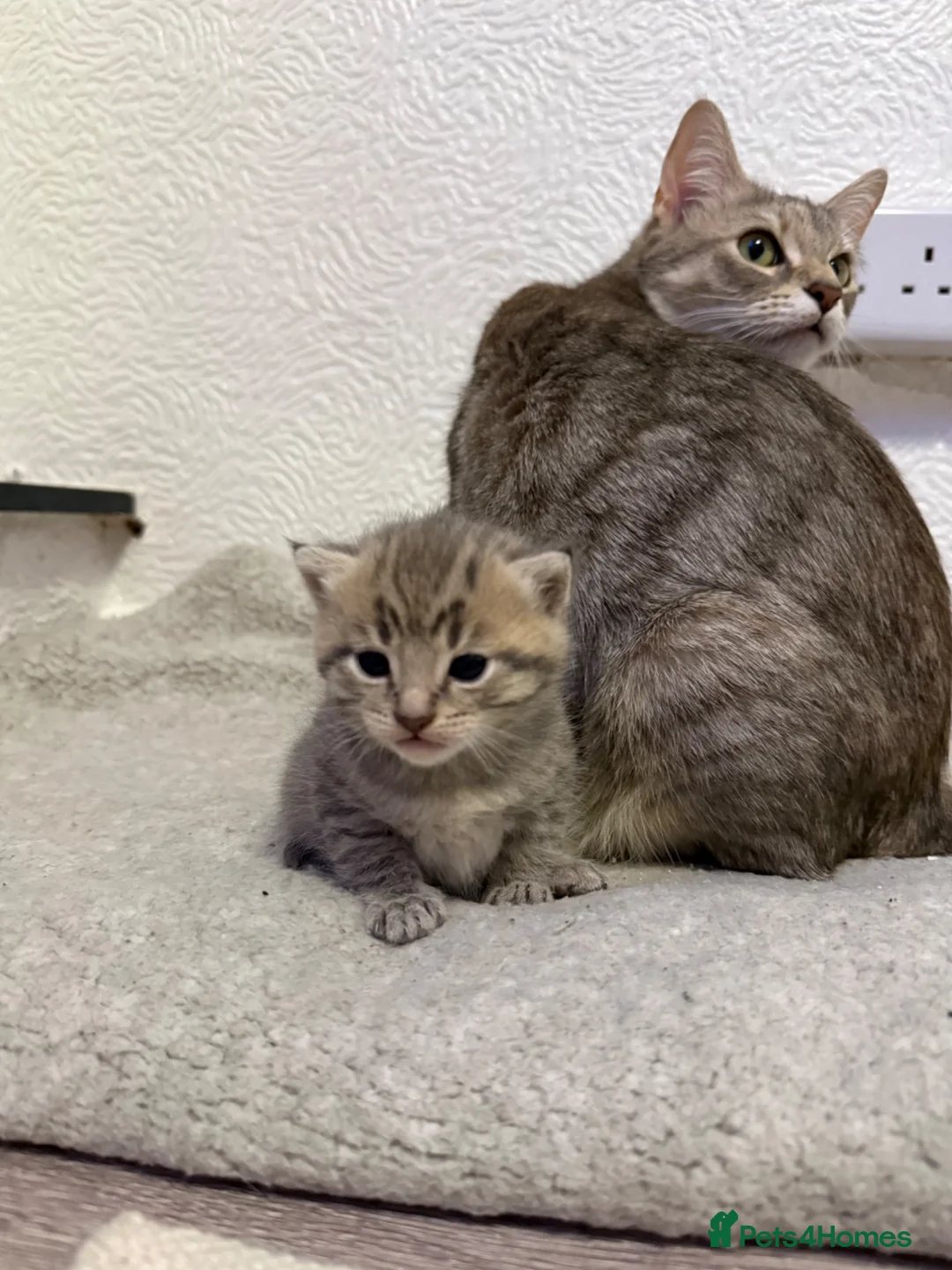 Mixed Breed cats for sale: 2 kittens for sale 🩵🩷 - Advert 2
