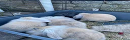 Mixed Breed rabbits for sale: 🐰 9 Rabbits for Sale – 11 Weeks Old 🐇 in Exeter - Advert 8
