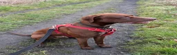 Pointer dogs for adoption: Hector in Rowlands Gill - Advert 5