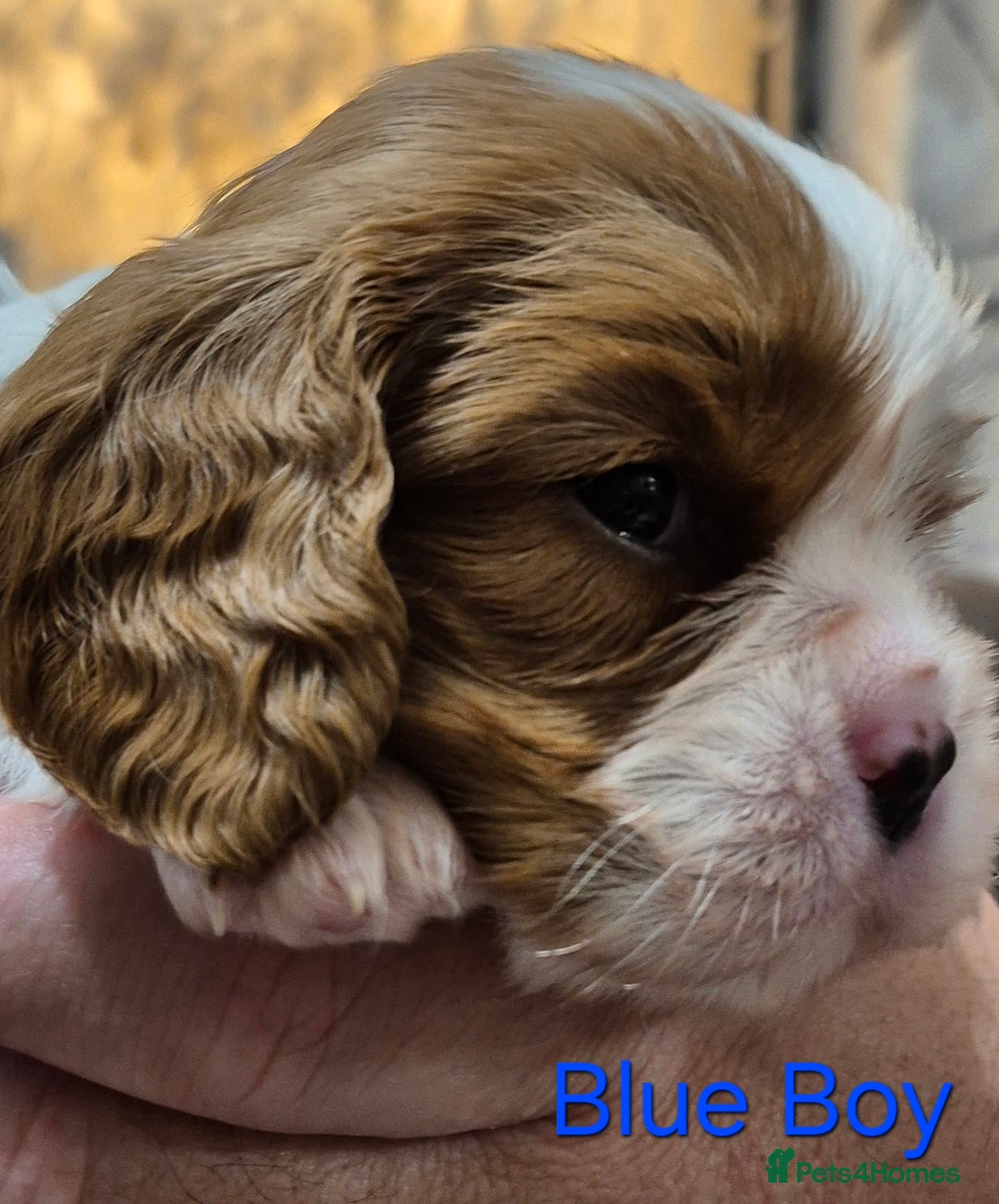 Cavalier King Charles Spaniel dogs for sale: KC Registered, Cavalier King Charles Spaniels  - Image 7