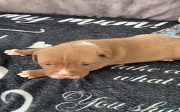 Mixed Breed dogs for sale: Both ready to leave now!   - Image 14