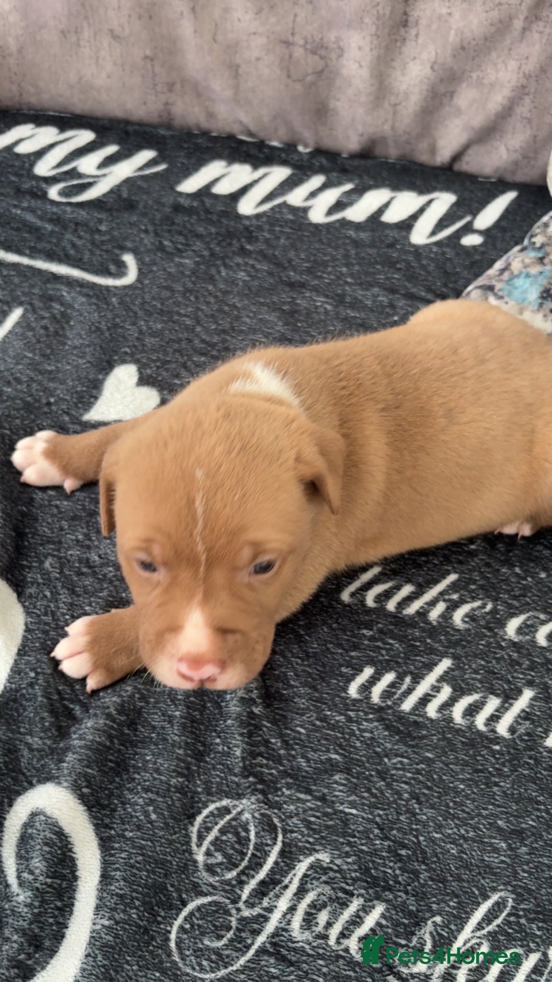 Mixed Breed dogs for sale: Both ready to leave now!   - Image 14