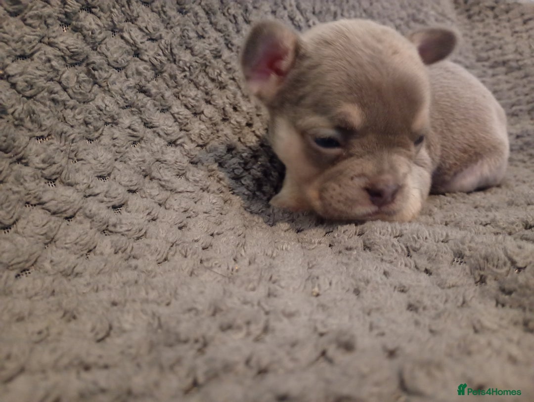 French Bulldog dogs for sale: Two french bulldog puppies caring pink. - Image 4