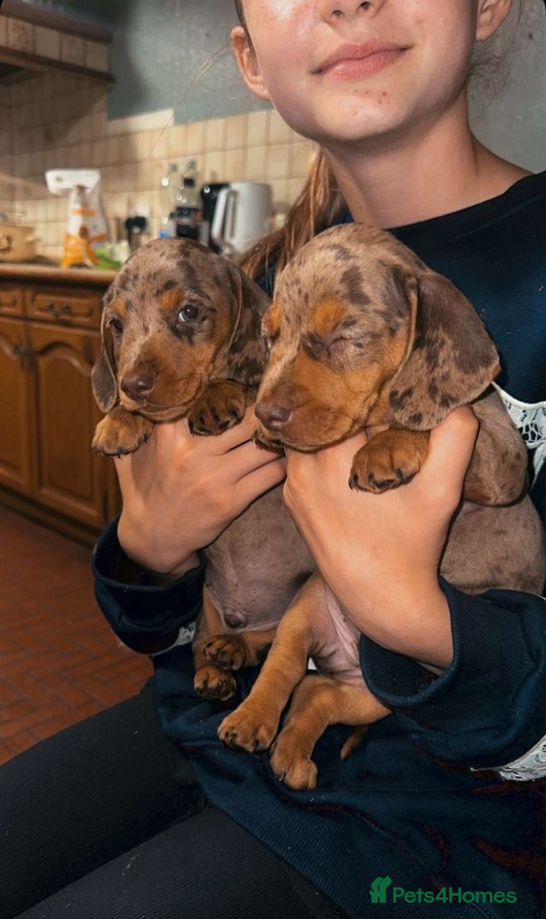 Miniature Dachshund dogs for sale: Amazing chocolate mini dapples for sale - Advert 1