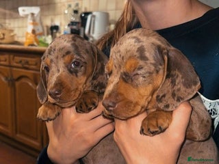 Miniature Dachshund dogs for sale: Amazing chocolate mini dapples for sale - Advert 1