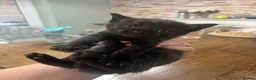 Mixed Breed cats for sale: 4 beautiful boy kittens 1/4 Maine coon  in Aylesbury - Advert 6