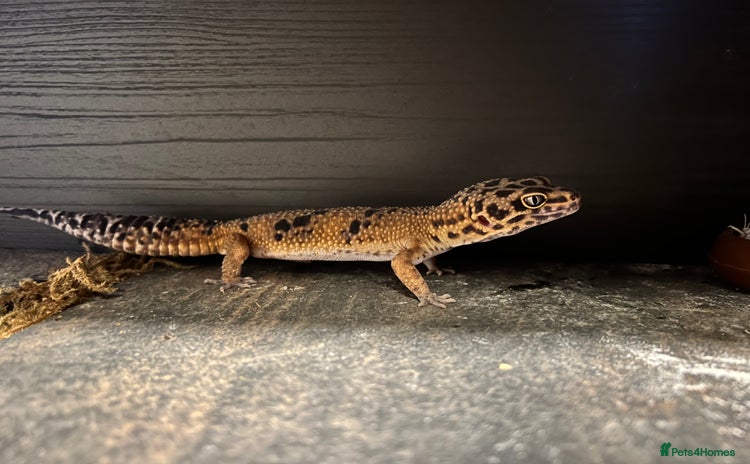 Leopard Gecko reptiles - Advert 2