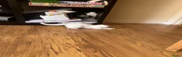 Scottish Fold cats for sale: Khao Manee & Scottish Fold kittens - Advert 12