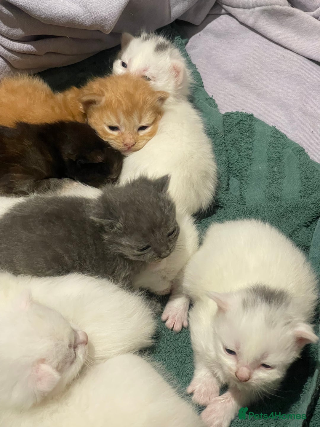 Ragdoll cats for sale: 8 Gorgeous kittens for sale (Reservation) - Image 16