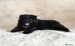 Chow Chow dogs for sale: Exotic colour chowsky puppies for sale  - Image 7