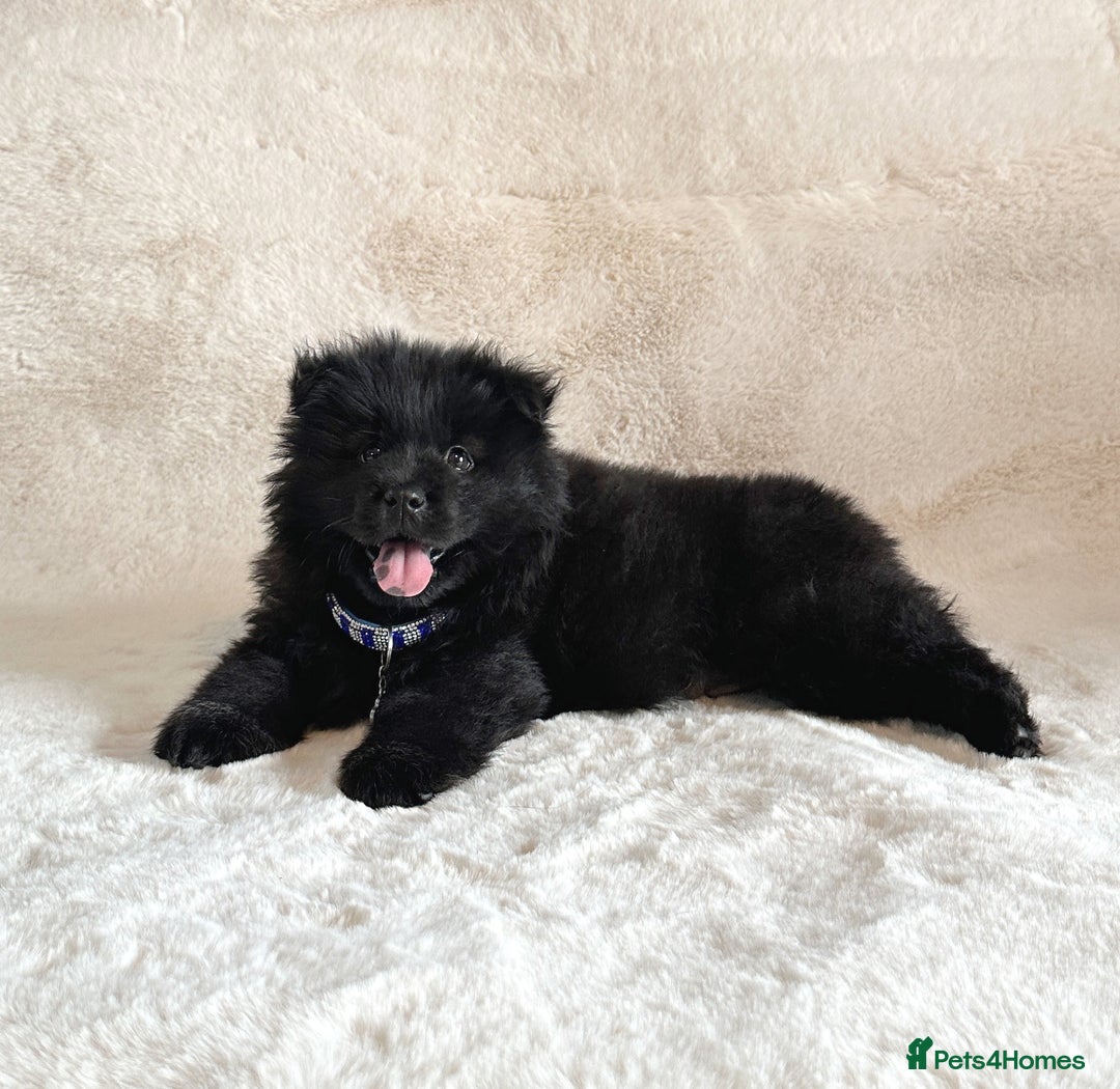 Chow Chow dogs for sale: Exotic colour chowsky puppies for sale  - Image 7