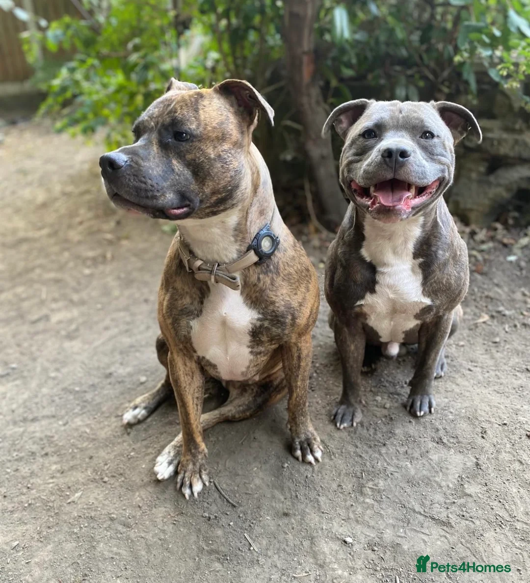 Mixed Breed dogs for sale: Female brindle staffy x - Advert 5