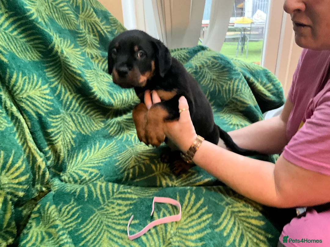 Rottweiler dogs for sale: Rottweiler puppies - Advert 12