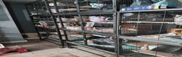 Chinchilla rodents for sale: Various chins for sale  - Advert 8