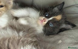 Scottish Fold cats for sale: Three delightful Scottish Fold Kittens  - Image 4