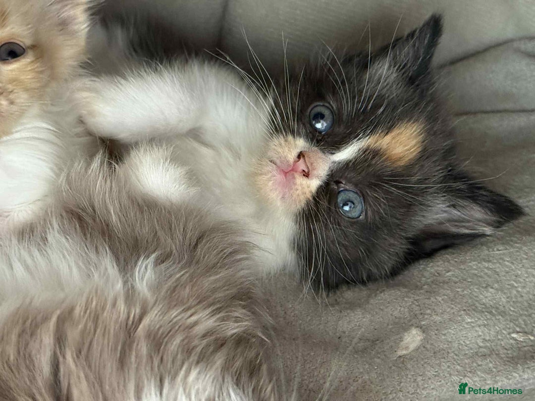 Scottish Fold cats for sale: Three delightful Scottish Fold Kittens  - Image 4