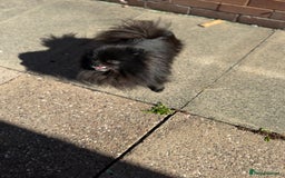 Pomeranian dogs for sale: Adorable Black Pomeranian  - Image 3