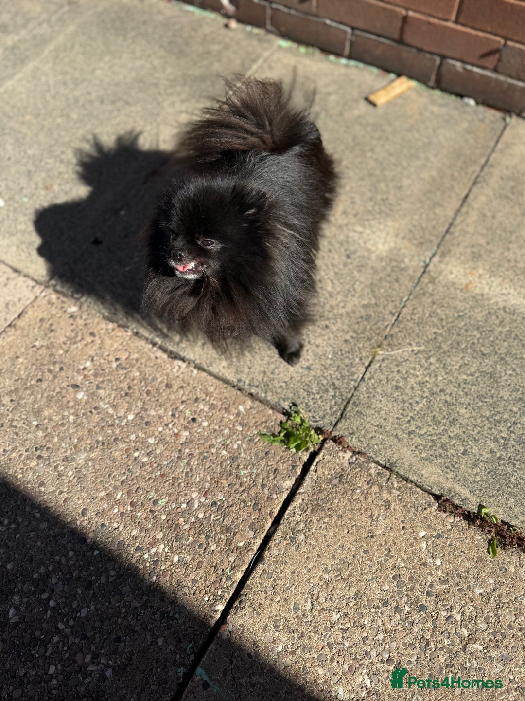Pomeranian dogs for sale: Adorable Black Pomeranian  - Image 3