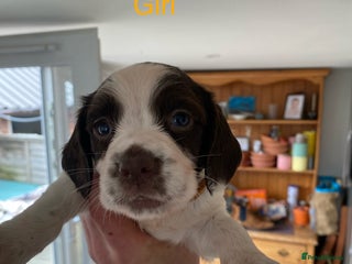 English Springer Spaniel dogs - Advert 16