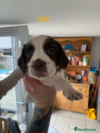 English Springer Spaniel dogs - Advert 2