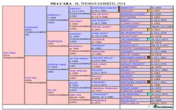 English Thoroughbred horses for sale: Fantastic thoroughbred broodmare - Image 7