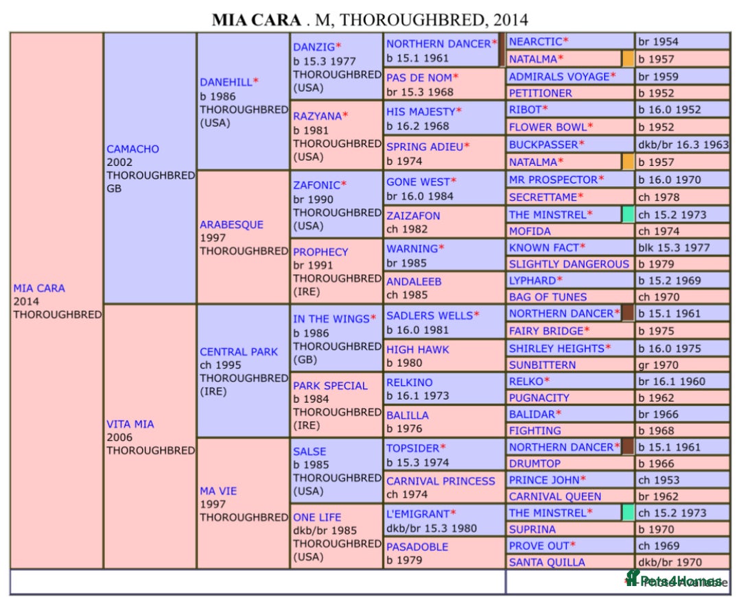 English Thoroughbred horses for sale: Fantastic thoroughbred broodmare - Image 7