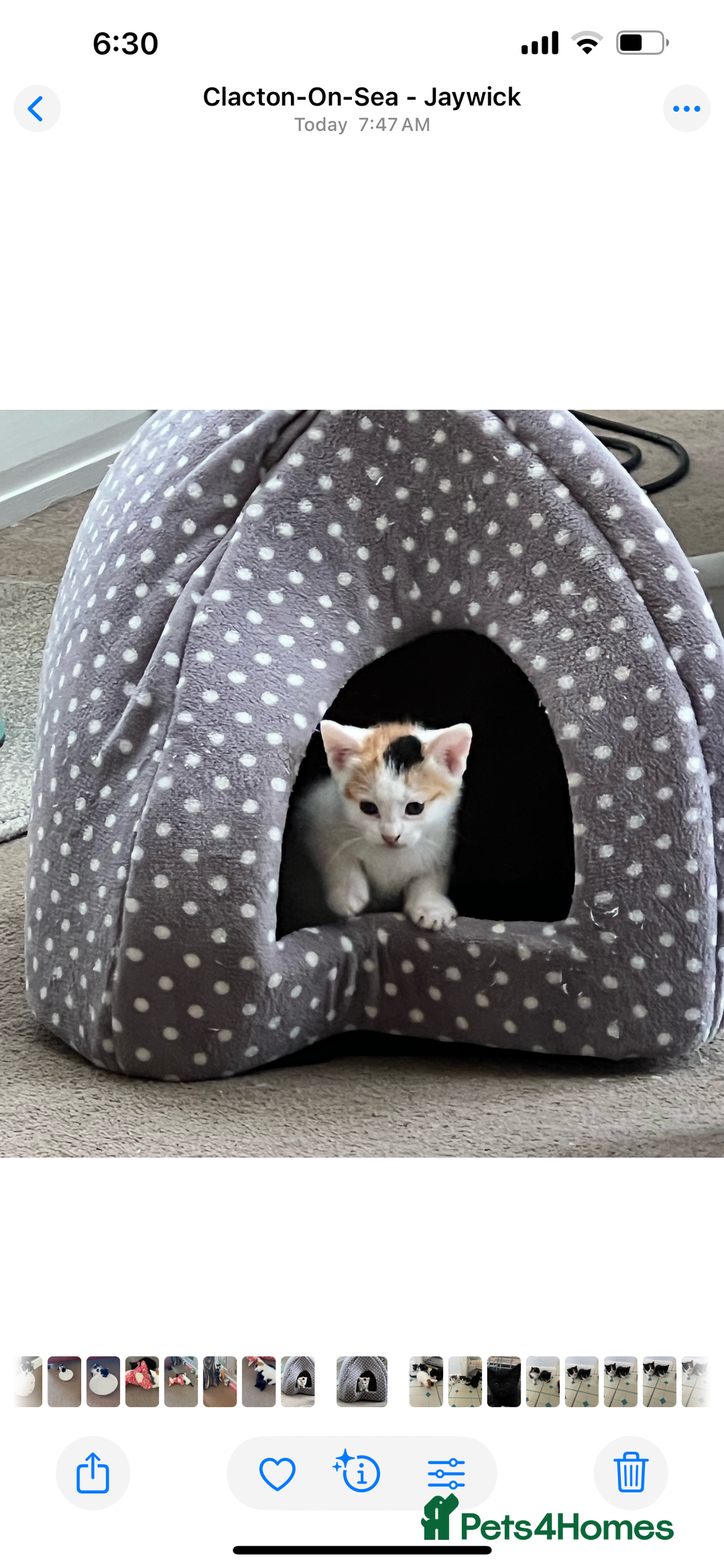 Mixed Breed cats for sale: CLEMMIE’S CUTIES- reduced price due to holidays  - Image 24