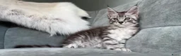 Maine Coon cats for sale: 3 Gorgeous TICA Registered Mainecoon kittens  - Advert 12