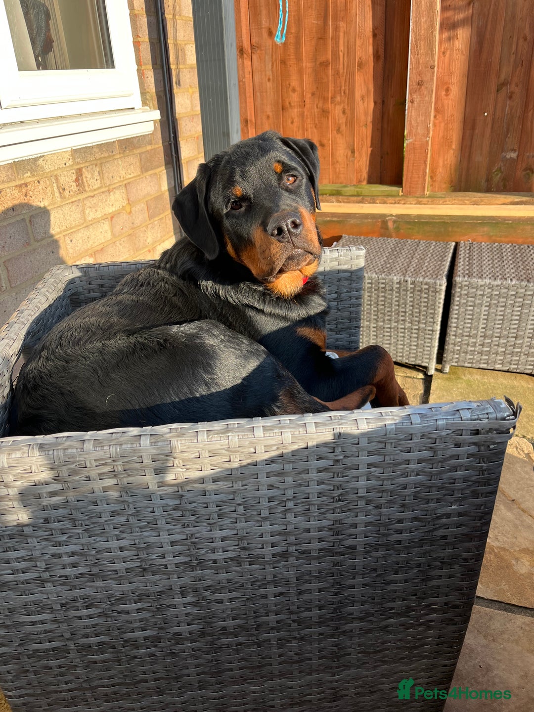 Rottweiler dogs for sale: Beautiful Rottweiler male  - Image 5
