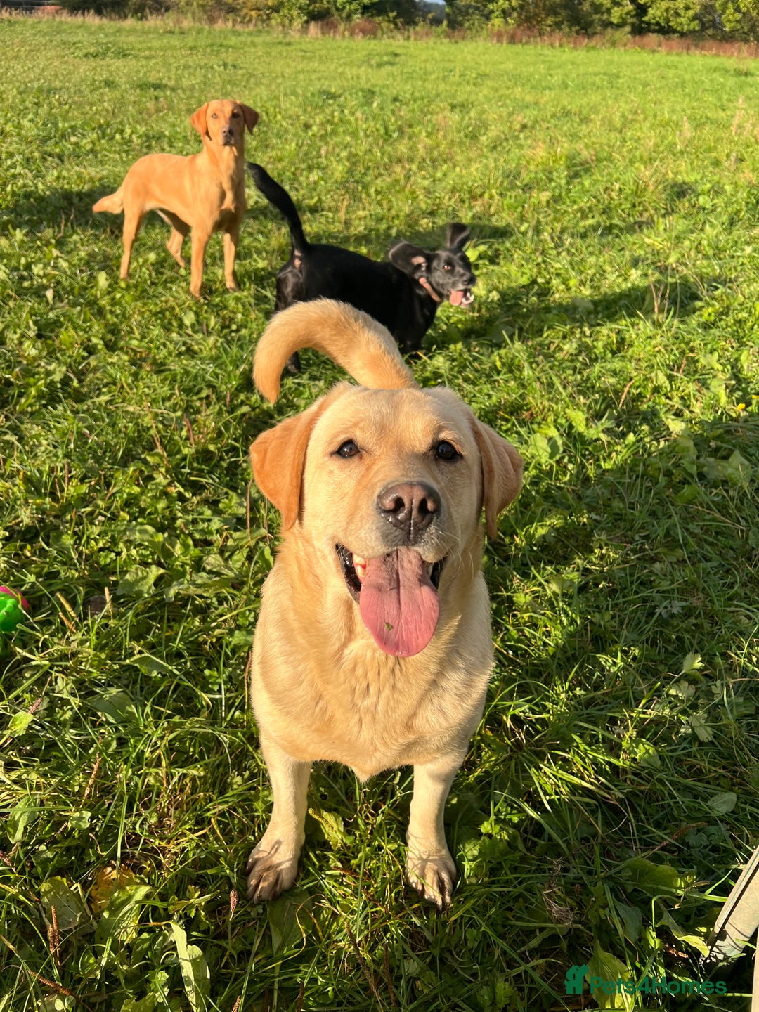 Labrador Retriever dogs for sale: ✨ Stunning chunky Labrador puppies ✨ - Image 20
