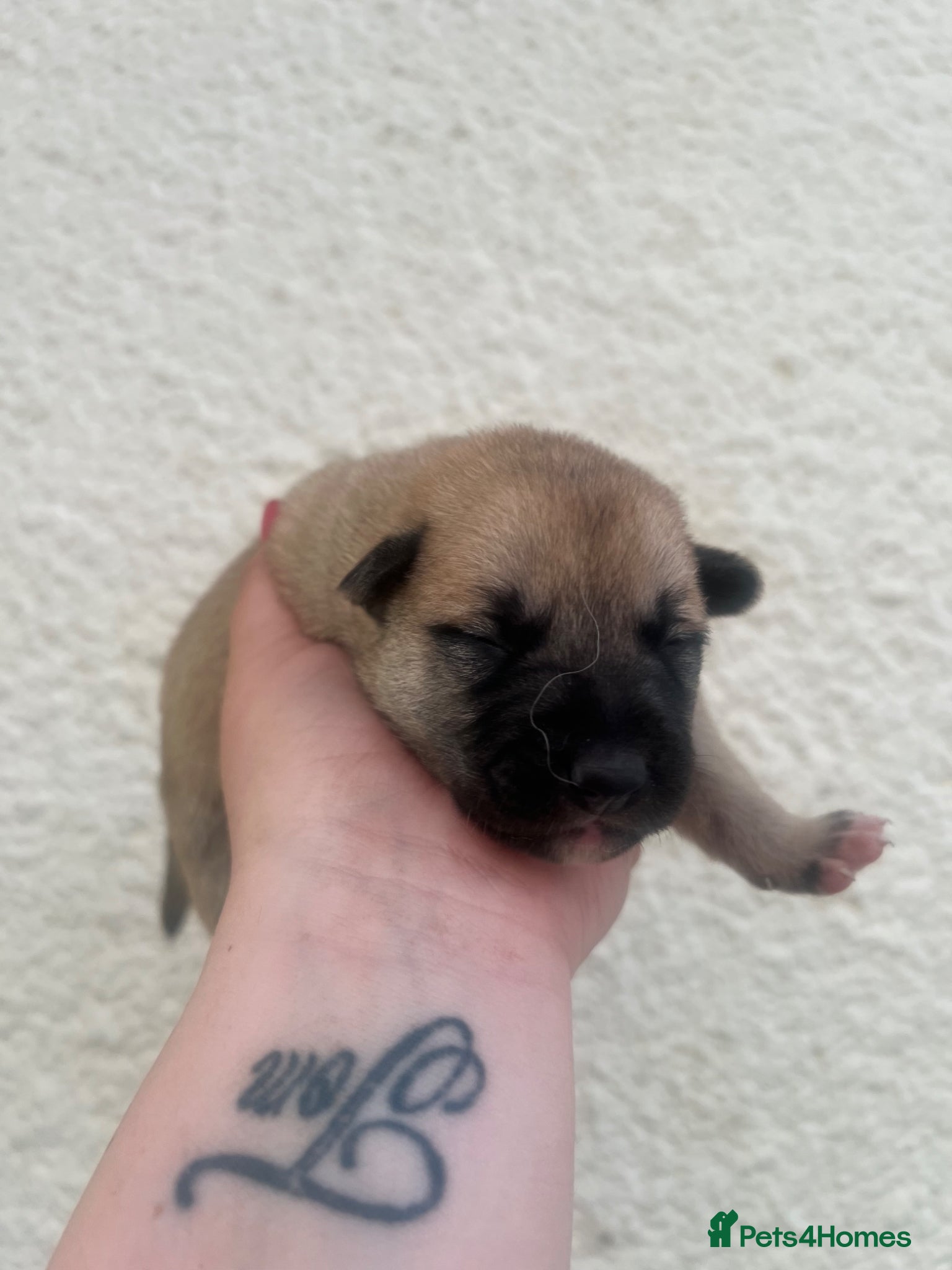 Mixed Breed dogs for sale: 7 beautiful Malkita x puppies with unique colours  - Advert 4