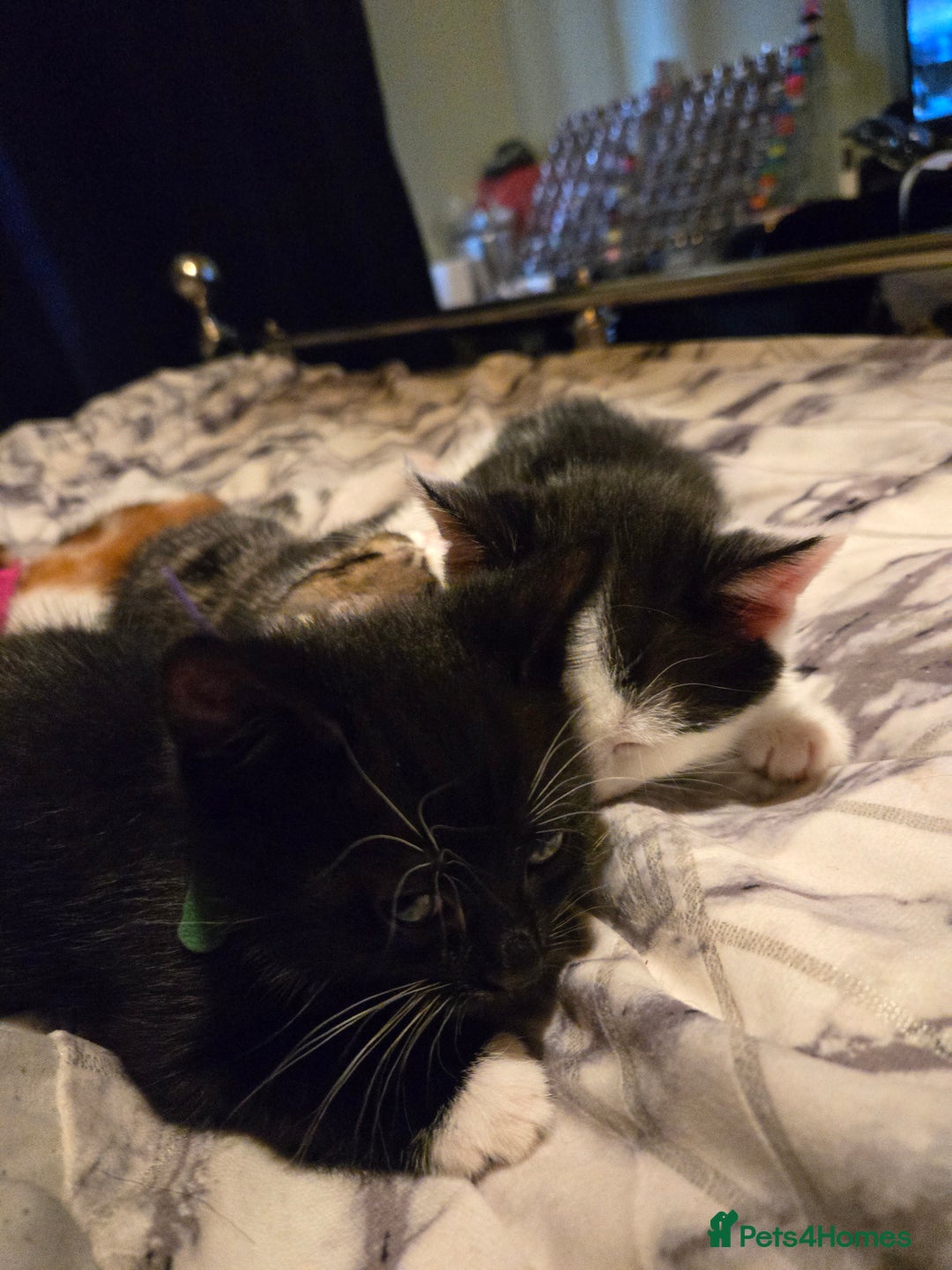 Mixed Breed cats for sale: Gorgeous kittens looking for forever home - Image 9