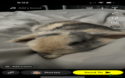 Dwarf Lop rabbits for sale: Male Harlequin Dwarf Rabbit  - Image 5