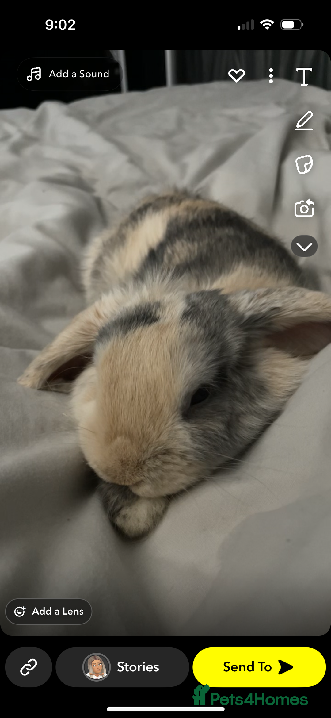 Dwarf Lop rabbits for sale: Male Harlequin Dwarf Rabbit  - Image 5