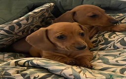 Miniature Dachshund dogs for sale: 🌭 Little Sausages Looking for Big Love! ❤️🐾 - Image 24