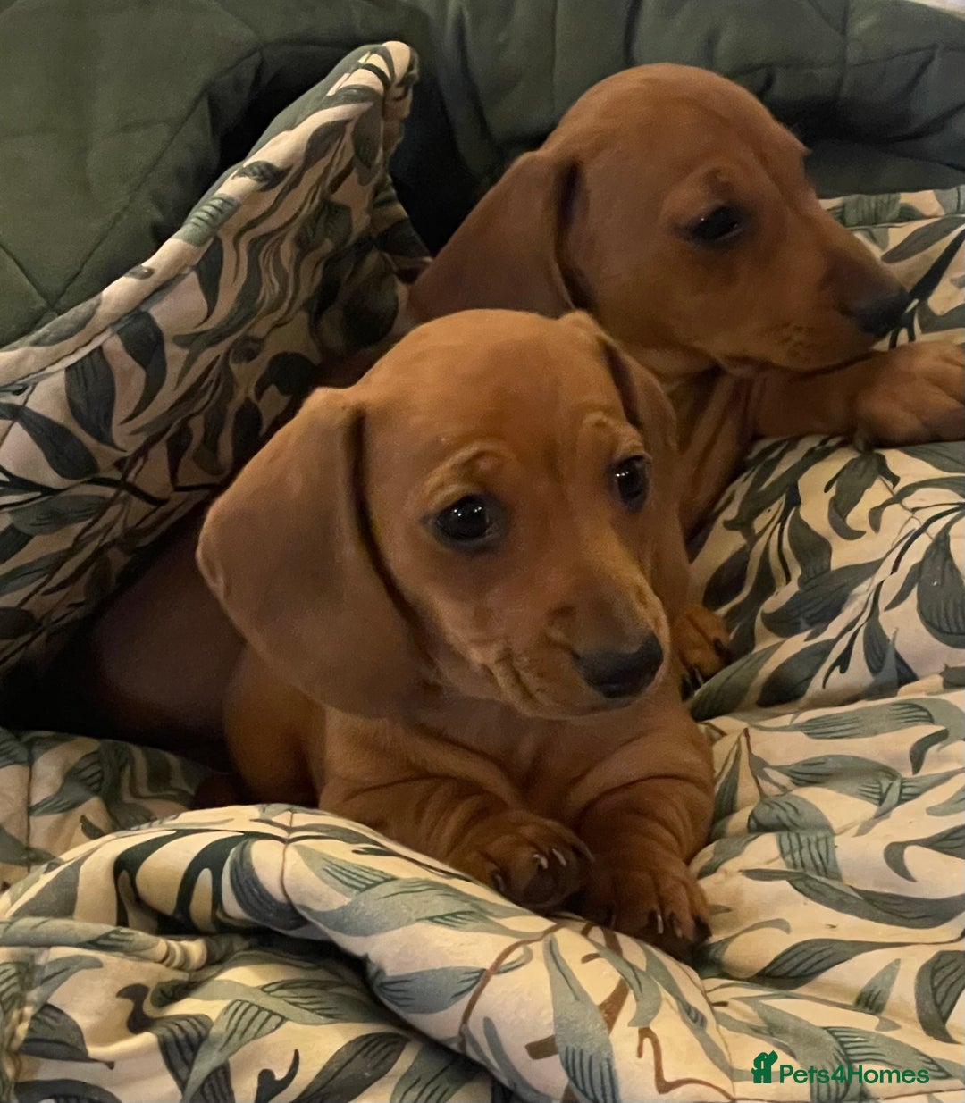 Miniature Dachshund dogs for sale: 🌭 Little Sausages Looking for Big Love! ❤️🐾 - Image 24