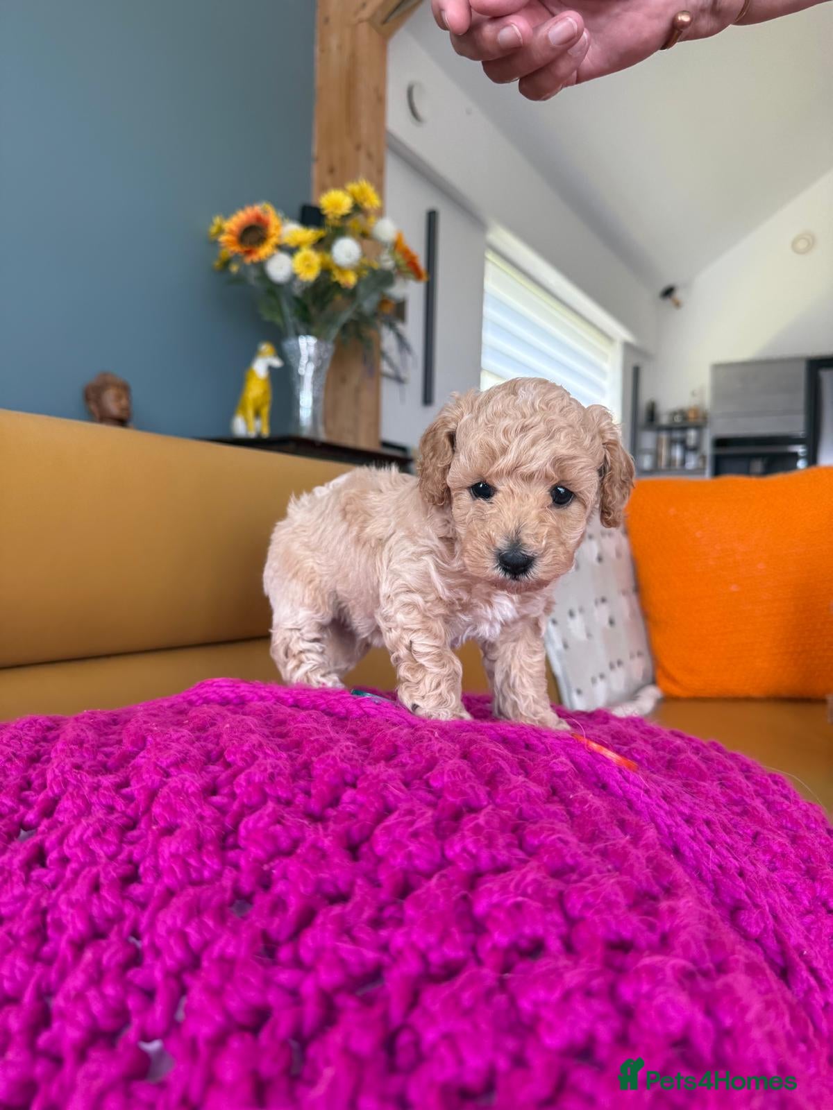 Poochon dogs Beautiful Poochon Puppies - Advert 5