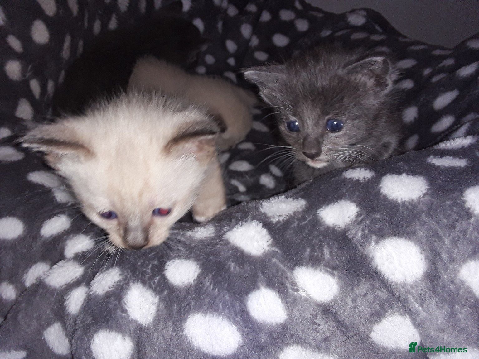 Mixed Breed cats Beautiful kittens, serious loving homes only - Advert 5
