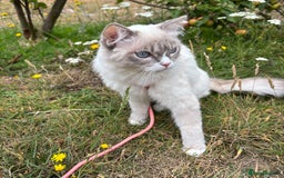 Ragdoll cats for sale: Beautiful 7 month Ragdoll - Image 1