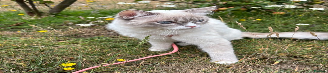 Ragdoll Kitten 1