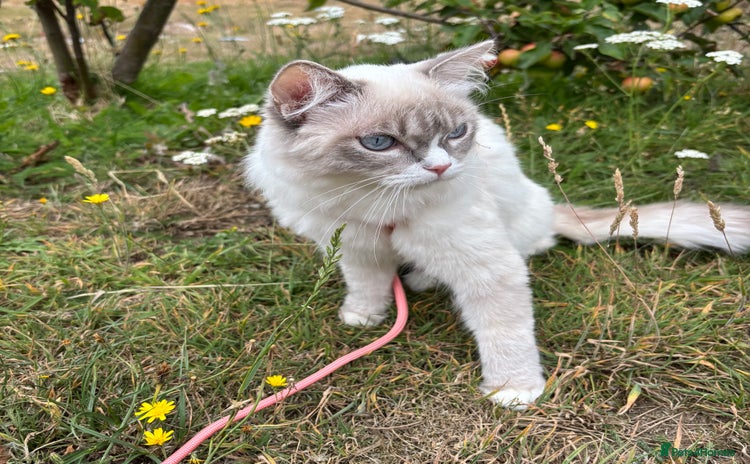 Ragdoll cats - Advert 2