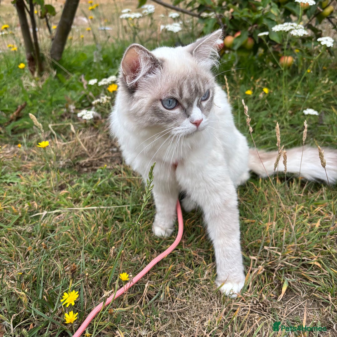 Ragdoll cats for sale: Beautiful 7 month Ragdoll - Image 1