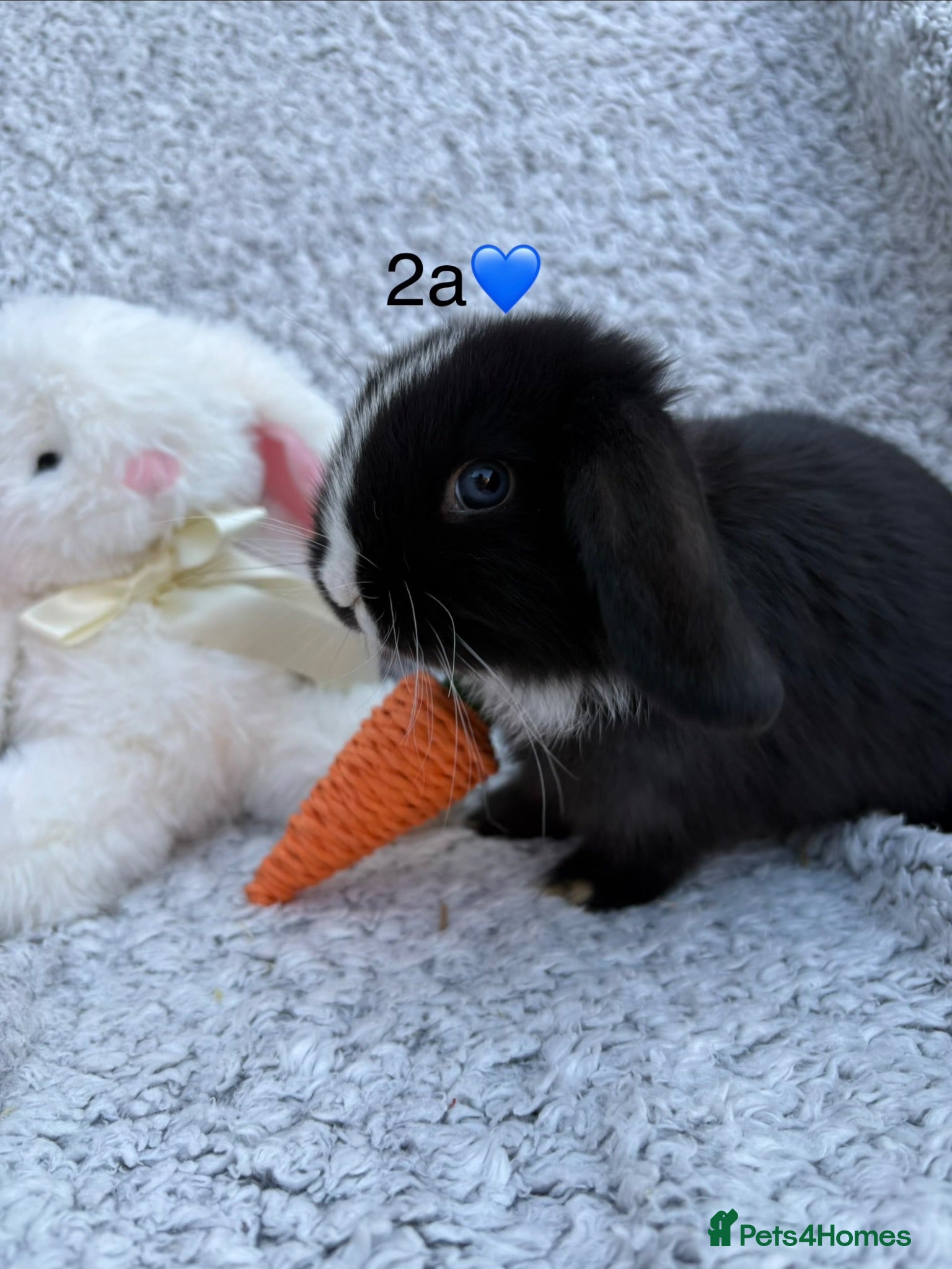 Mini Lop rabbits 2 bunnies available to reserve - Advert 10