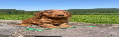 Cockapoo Puppy Green